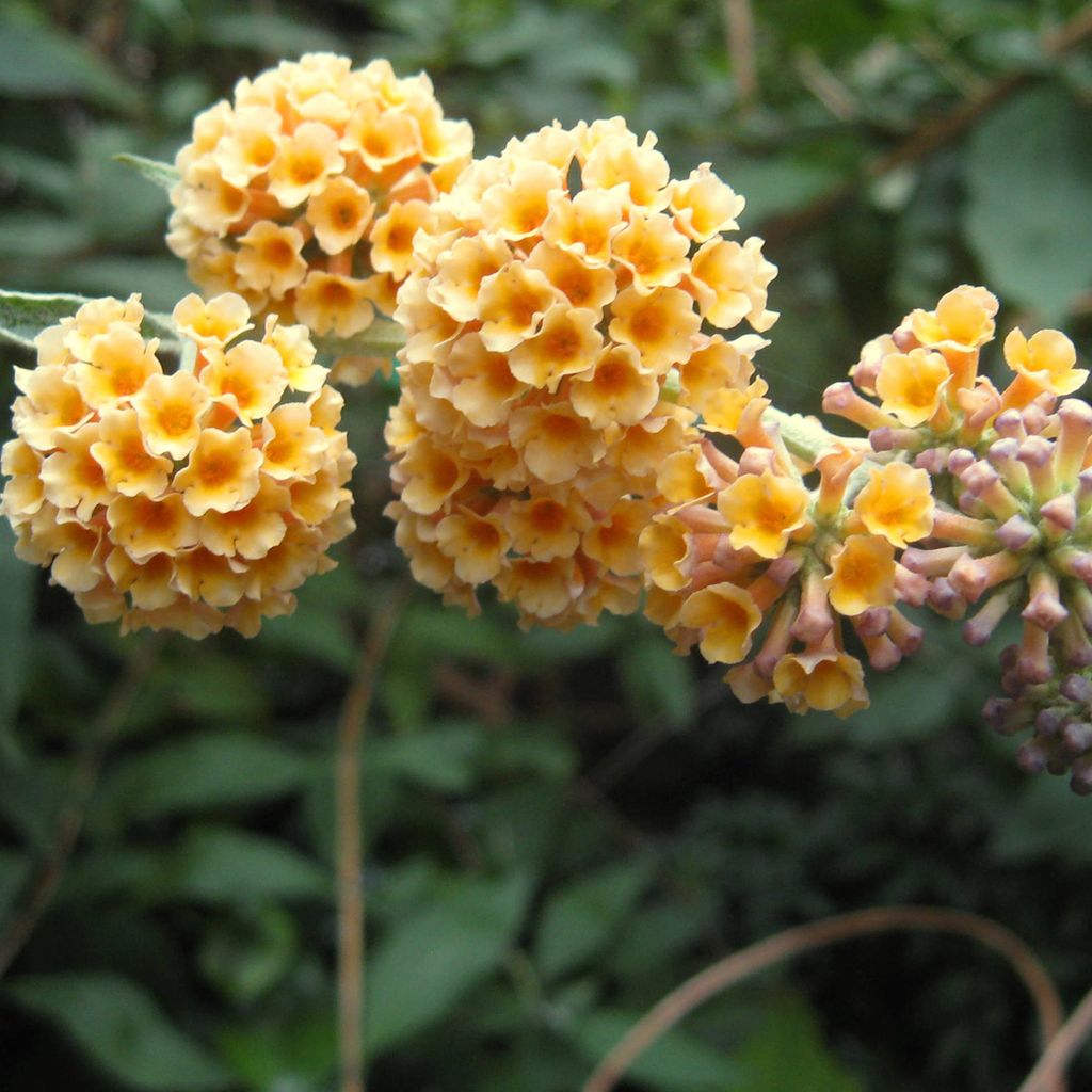 2 x Schmetterlingsstrauch - Buddleja weyeriana 'Sungold' | 40-60 cm in Container