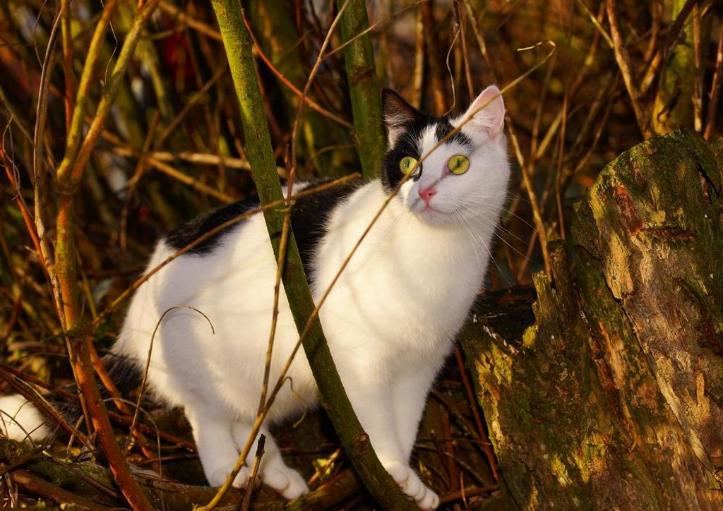 hansepuzzle 29269 - Katze im Gras Puzzle, 260 Teile, Tierwelt, 41,0 x 28,0cm mit hochwertiger Aufbewahrung, Kartonbox & Beutel