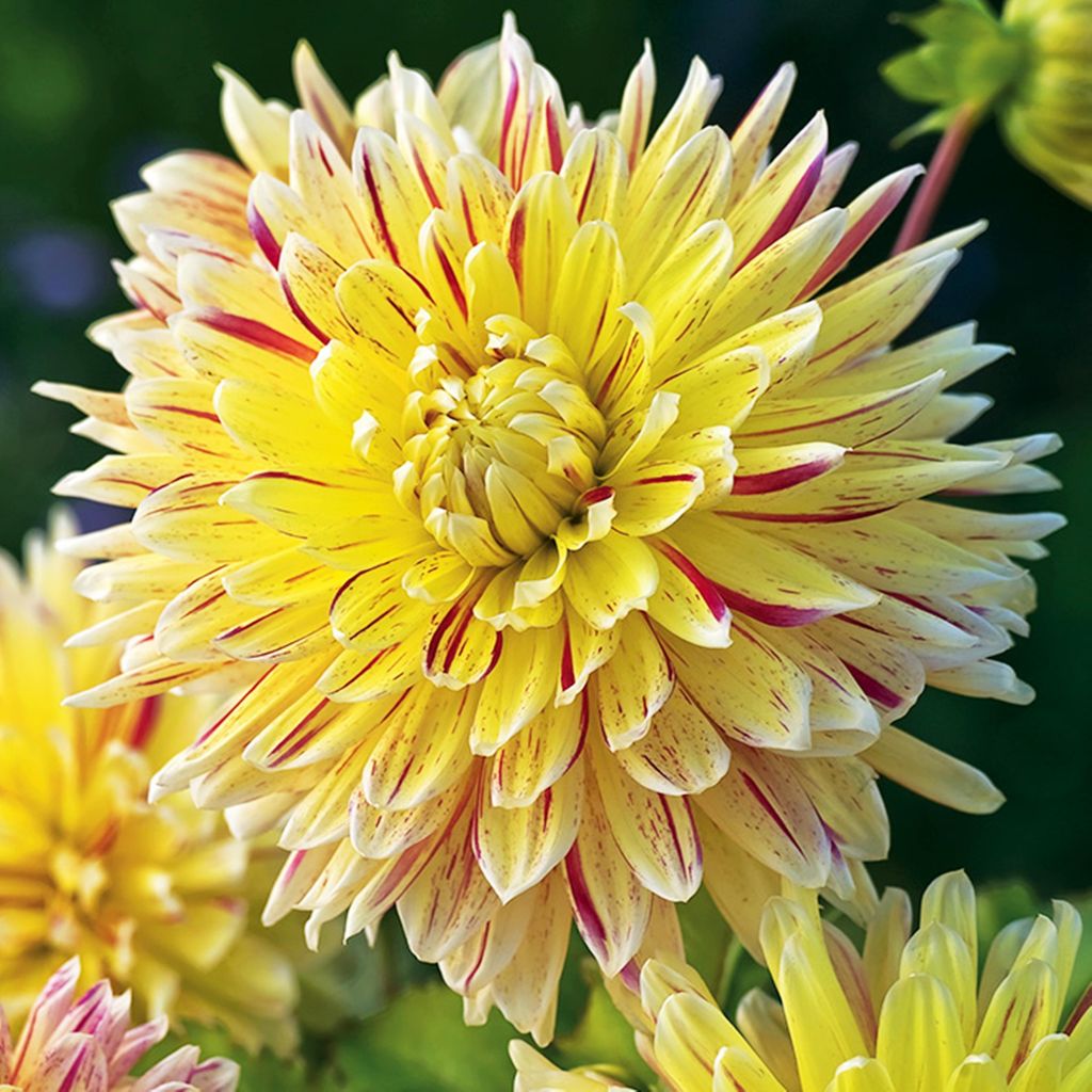 Dahlie Knolle Blüten Sommerblumen Herbstblumen Dekorative Produktbild 