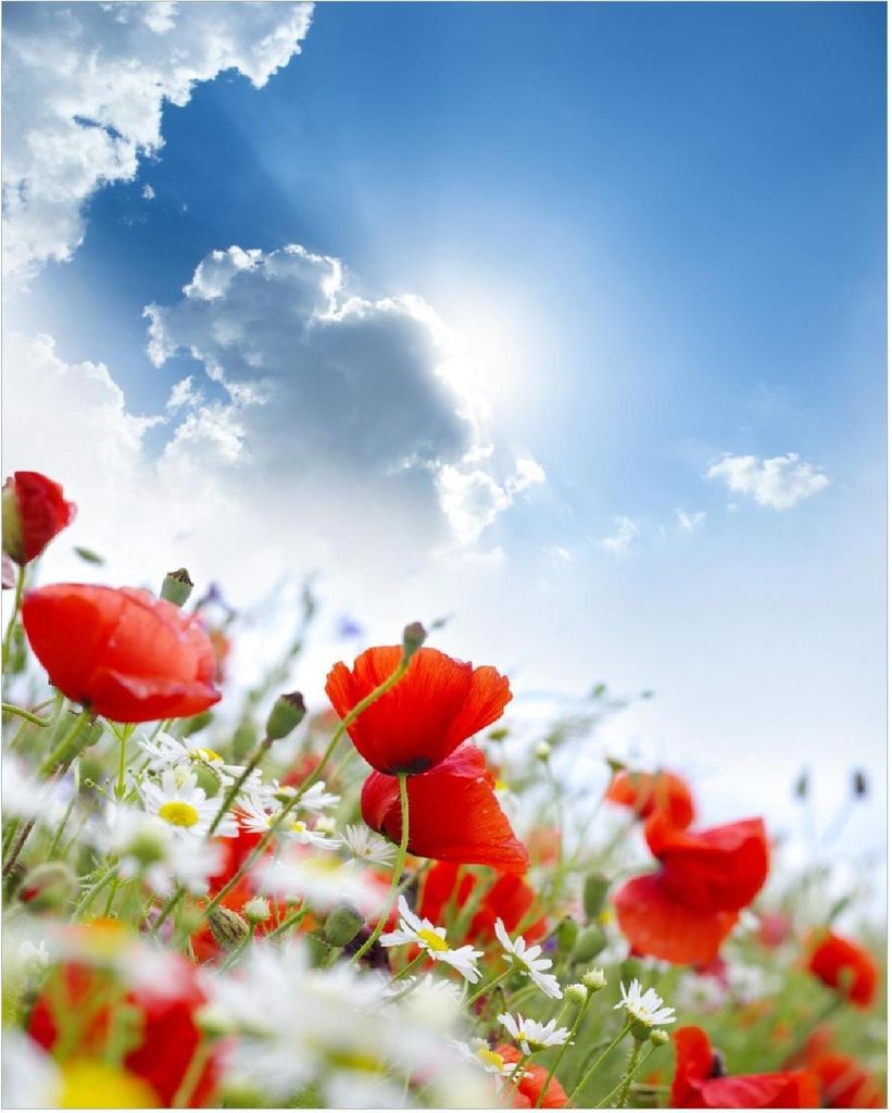 Wallario Poster - Mohnblumen unter blauem Himmel, Kunstdruck Größe: 40 x 50 cm