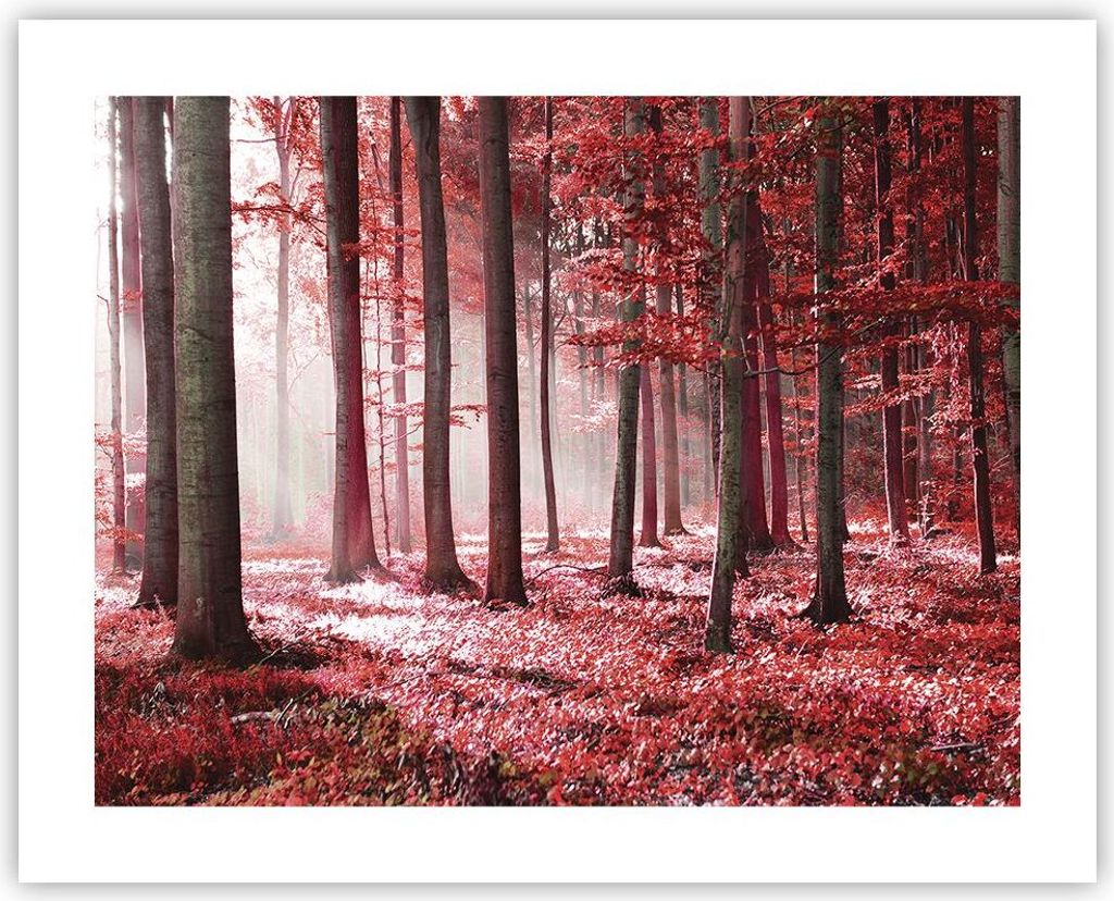 Poster - Poster ohne Rahmen - Wald Rot Bäume - 50x40 cm - Wand Bild - Wanddeko - Wandbilder - Kunstposter - Wandposter - Bilder - Kunstdruck - Wan...