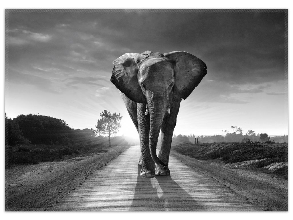 Wallario Premium Teppich, Größe 50 x 70 cm, Elefant bei Sonnenaufgang in Afrika schwarzweiß