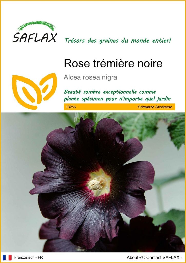 SAFLAX  - Rose trémière noire - 100 graines - Alcea Image du produit 