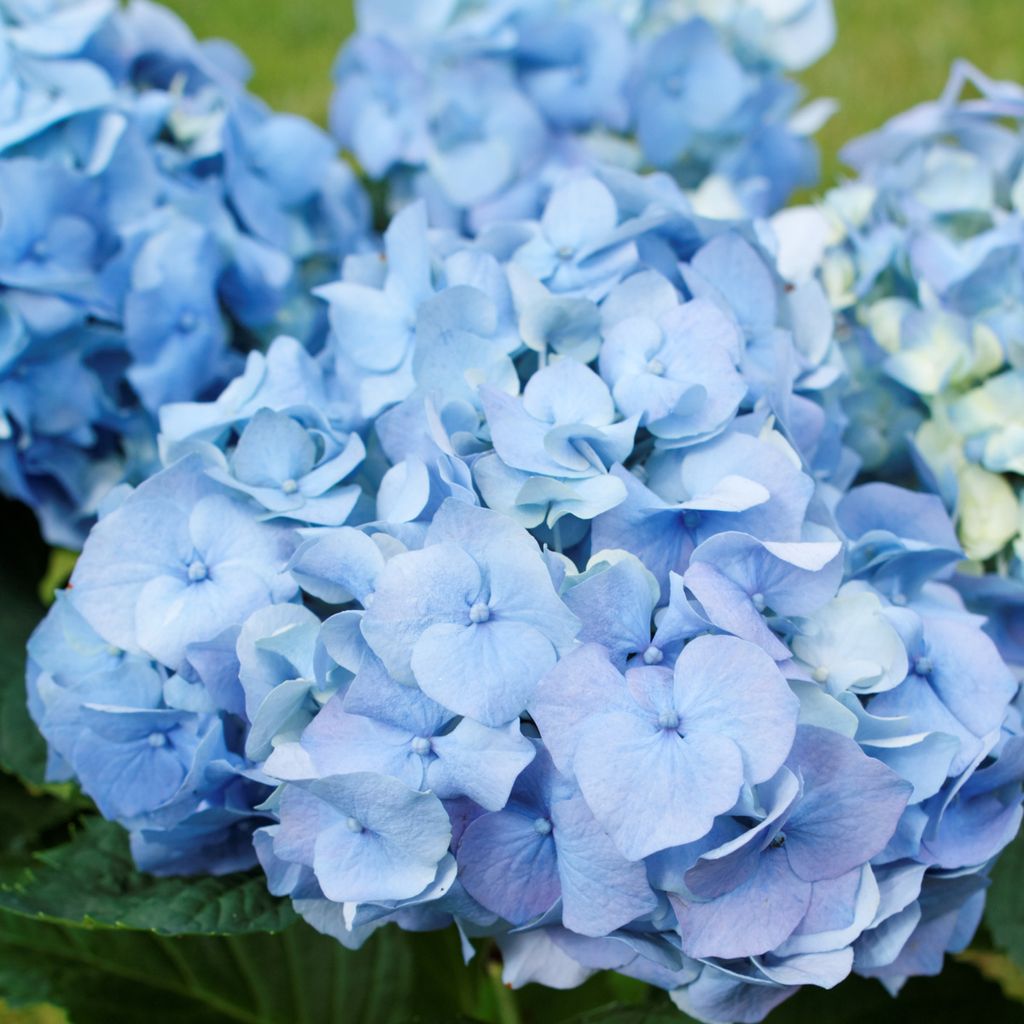 Hortensie - 6 Stk - Hydrangea macrophylla - Höhe 25-40cm - Produktbild 3
