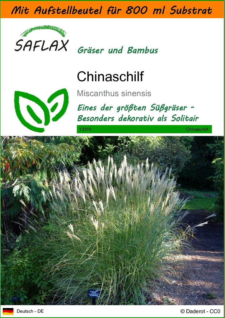 SAFLAX - Garden in the Bag - Gräser-Bambus-Chinaschilf - 200 Samen - Mit Anzuchtsubstrat im praktischen, selbst aufstellenden Beutel - Miscanthus ...