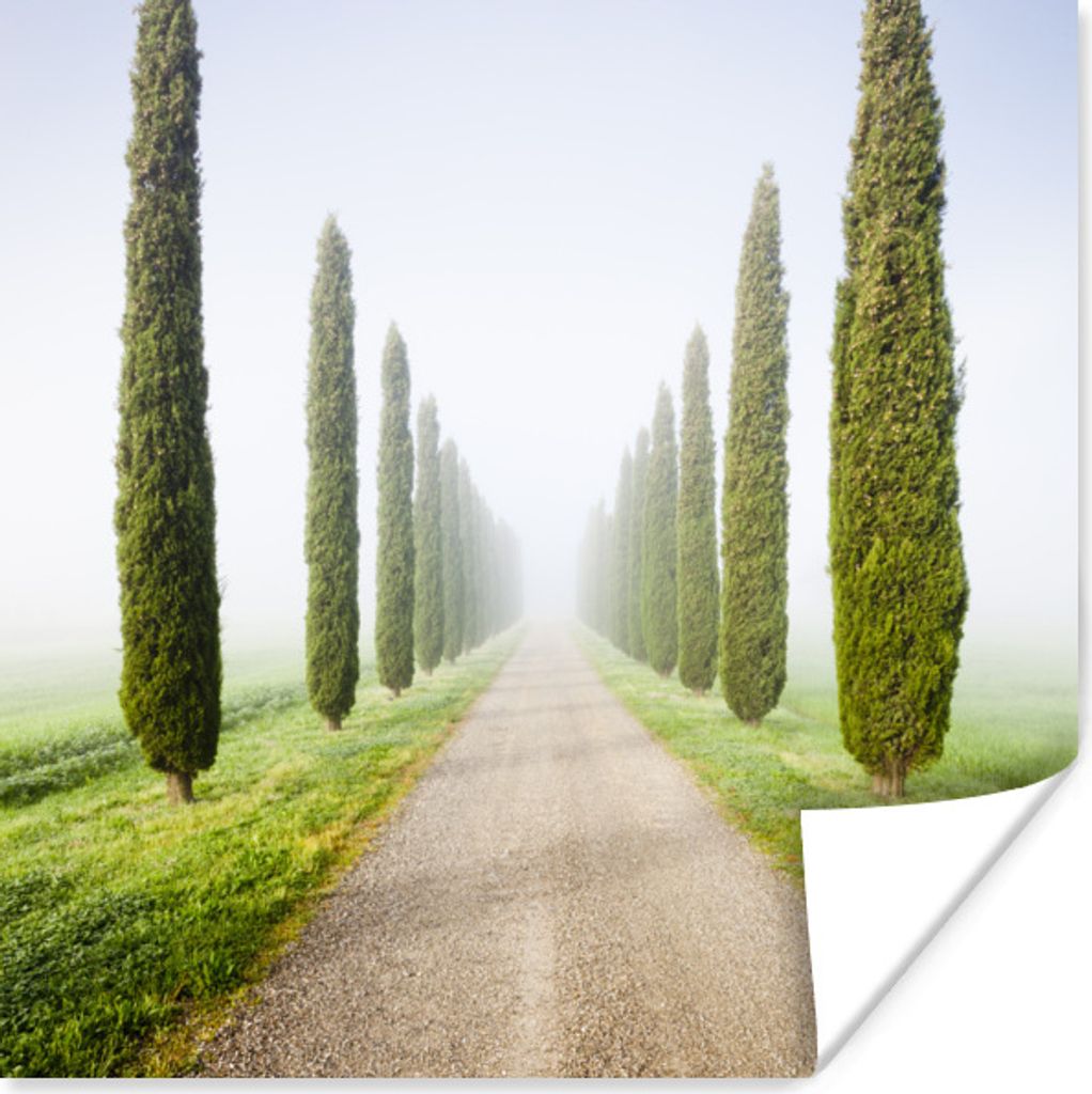 MuchoWow Poster Baum - Nebel - Toskana - Zypresse 75x75 cm - Wand Dekoration