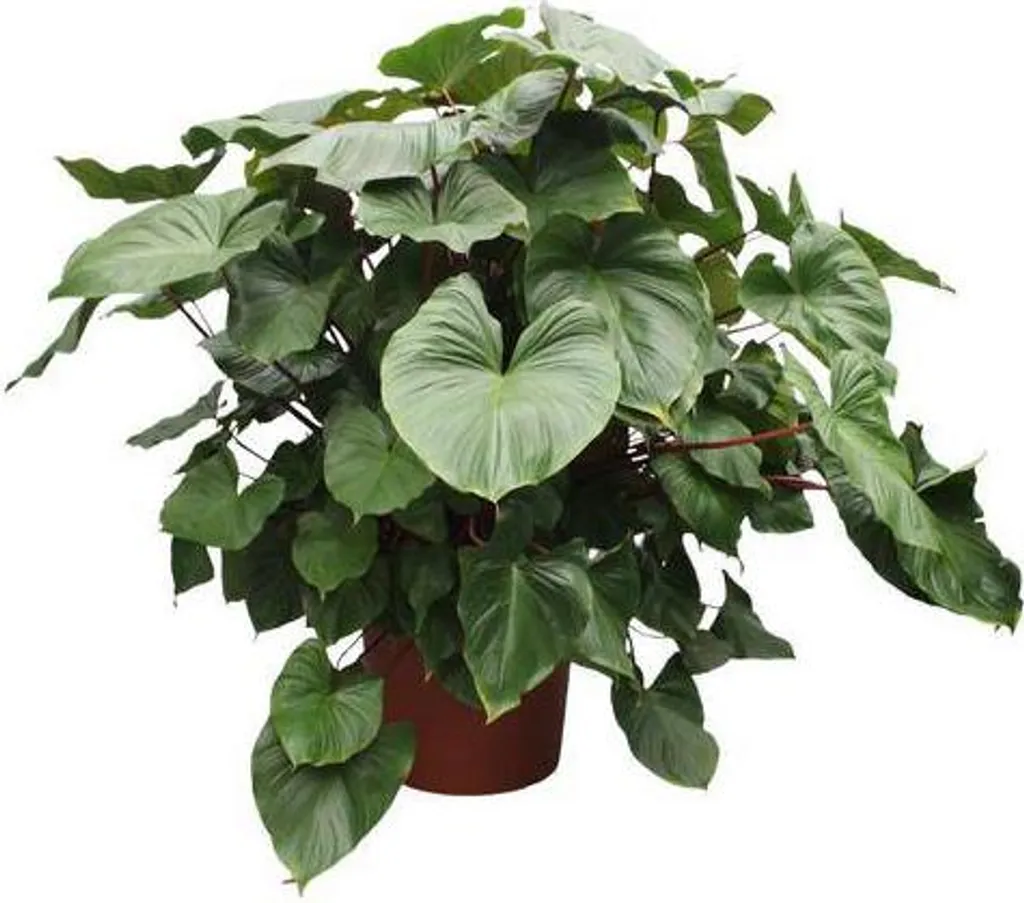 Plante d'intérieur tropicale Homalomena Maggy 170 cm pour salon