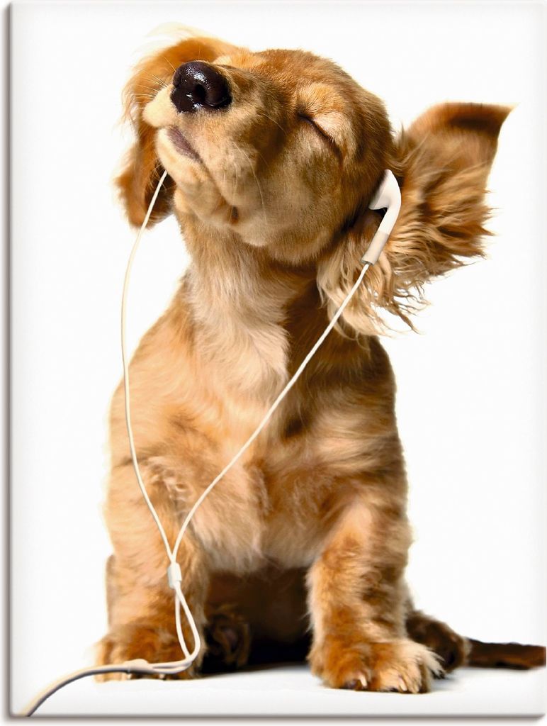 ARTland Leinwandbild Junger Hund hört Musik über Kopfhörer Größe: 30x40 cm