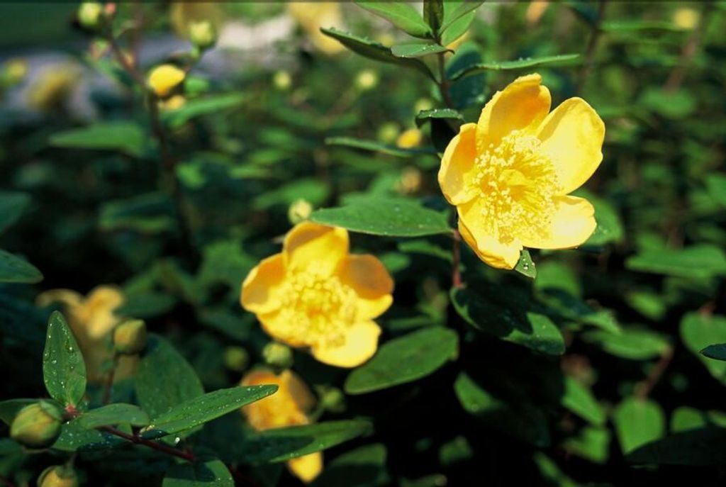 Hypericum dummeri 'Peter Dummer' – 48 Pflanzen – 10-25cm – Ø9cm – Winterharter Bodendecker & Beeteinfassung – Gelbe Blüten – Pfleg...