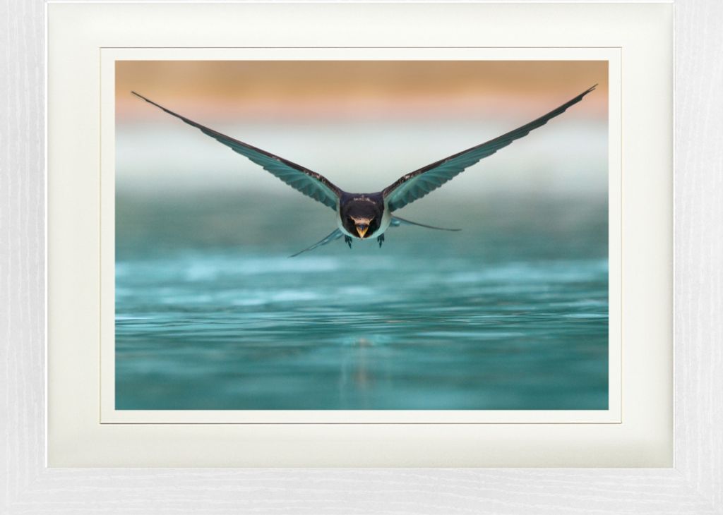 Vögel Gerahmtes Bild Mit Edlem Passepartout | Wand-Bilder | Im Bilderrahmen - Schwalbe Im Gleitflugœber Der Wasser-Oberfläche (30 x 40 cm)