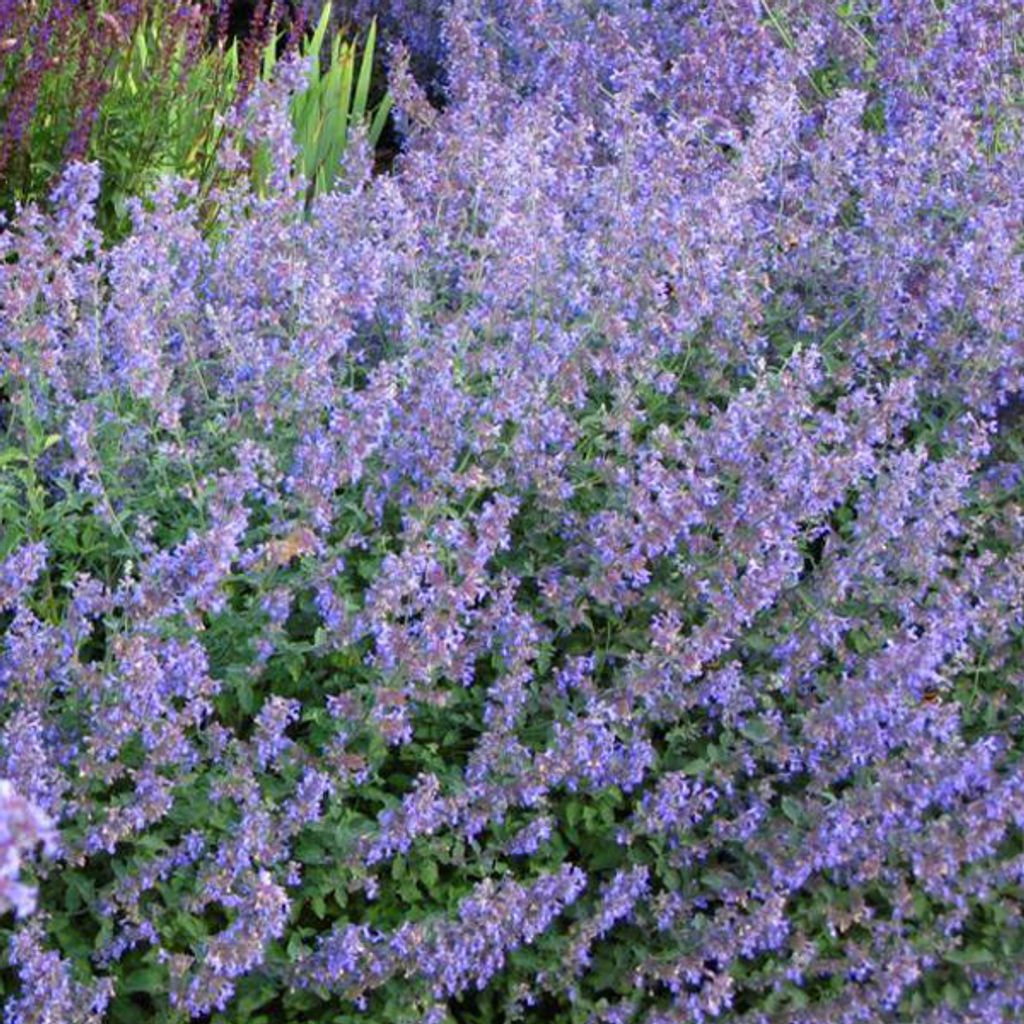 6-x-anta-ko-i-nepeta-faassenii-kaufland-cz