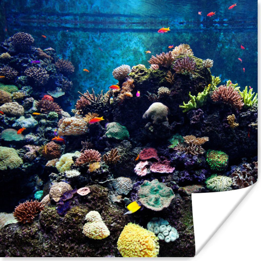 MuchoWow Poster Aquarium mit tropischen Fischen und Korallen 75x75 cm - Wand Dekoration