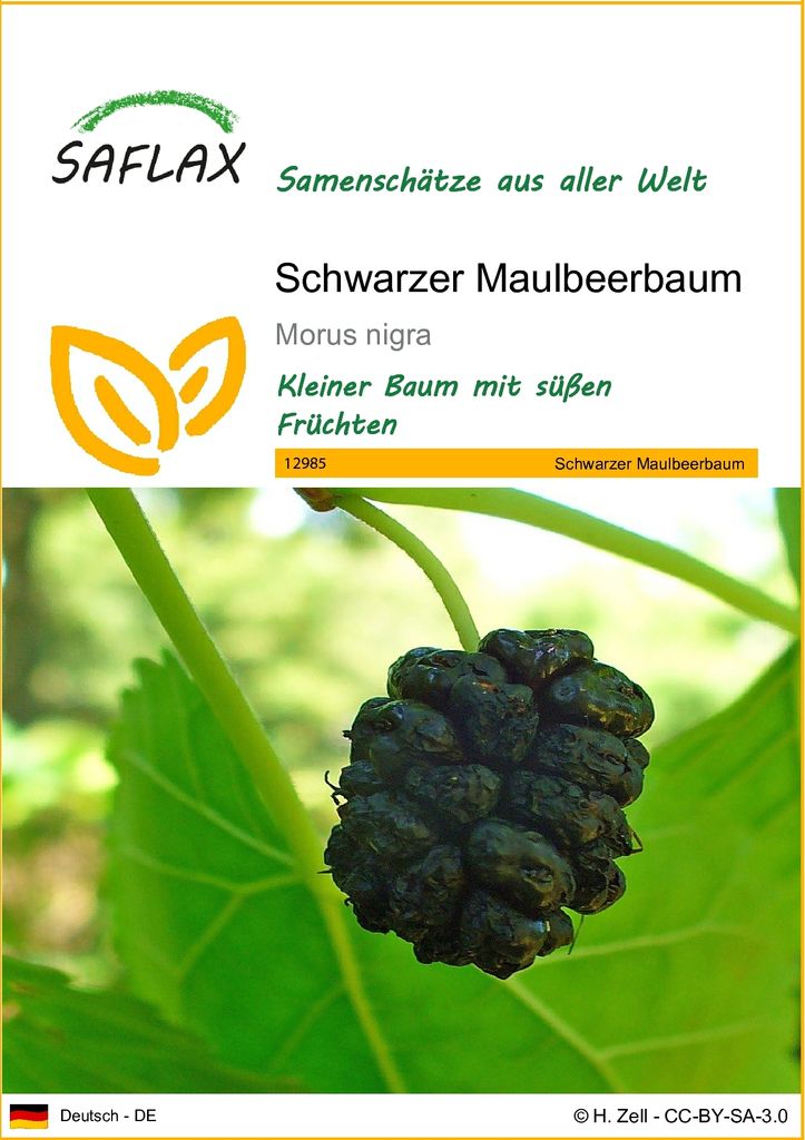 SAFLAX - Schwarzer Maulbeerbaum - 200 Samen - Morus nigra Produktbild 