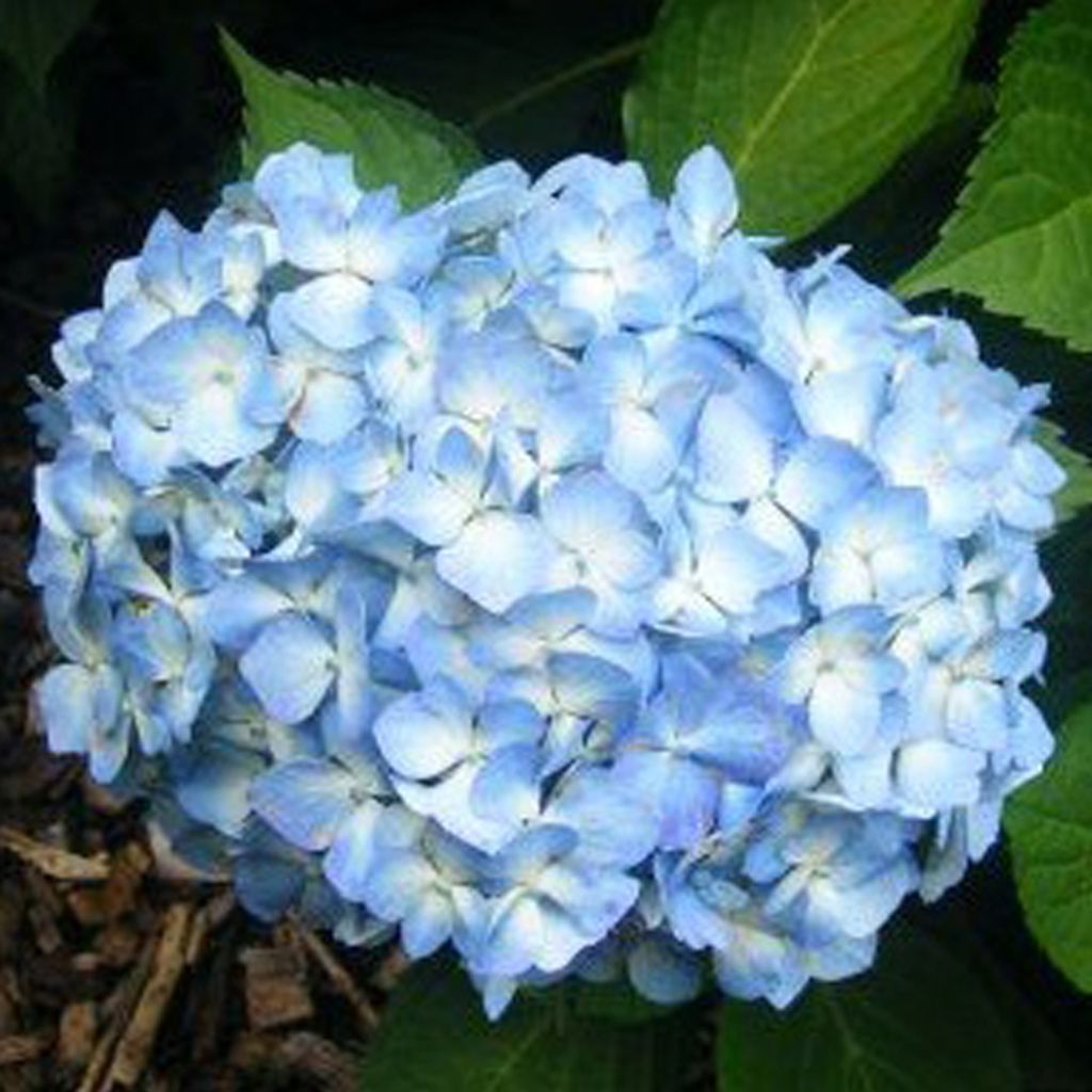 2 x  Ortensia  - Hydrangea macrophylla 'Gertrud Glahn'  | Immagine del prodotto 
