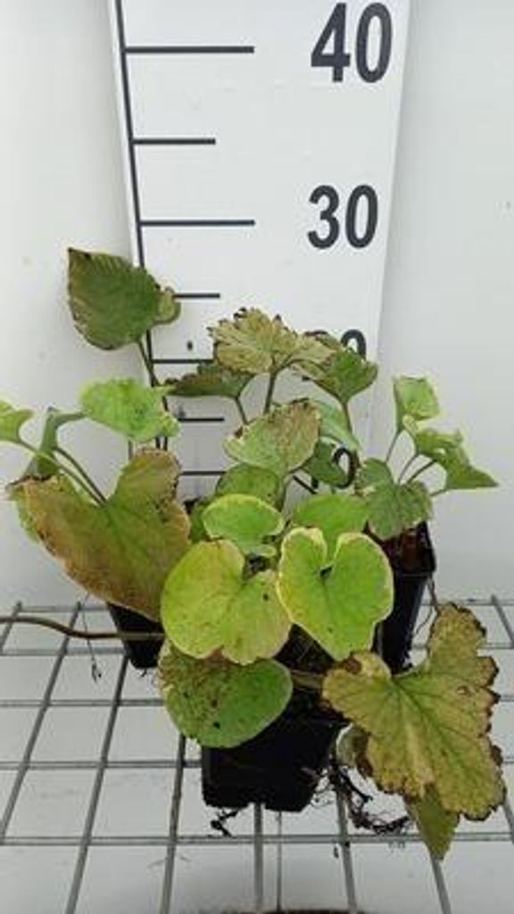 6 x Brunnera macr. 'Hadspen Cream' - Kaukasisches Vergissmeinnicht - Topf 9 x 9 cm