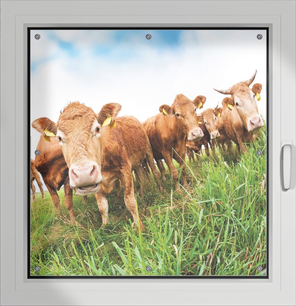 Wallario Lichtschutzbild, Dekorativer Sichtschutz Sonnenschutz 96 x 93 cm mit Motiv: Kühe im Sommer auf der Weide - Verdunklung ohne Bohren