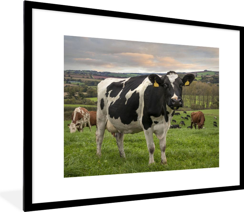 MuchoWow® MuchoWow® Gerahmtes Poster Kühe - Tags - Gras Produktbild 