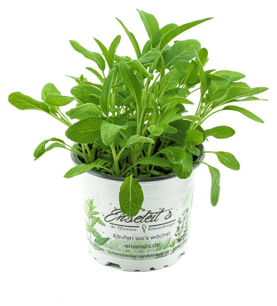 Enseleits Salbei Growers Salvia officinalis Produktbild 