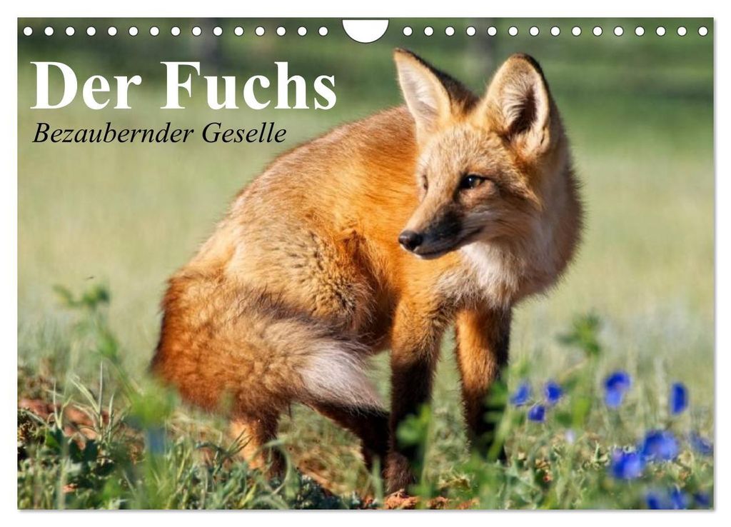 Der Fuchs. Bezaubernder Geselle (Wandkalender 2027 DIN A4 quer), CALVENDO Monatskalender