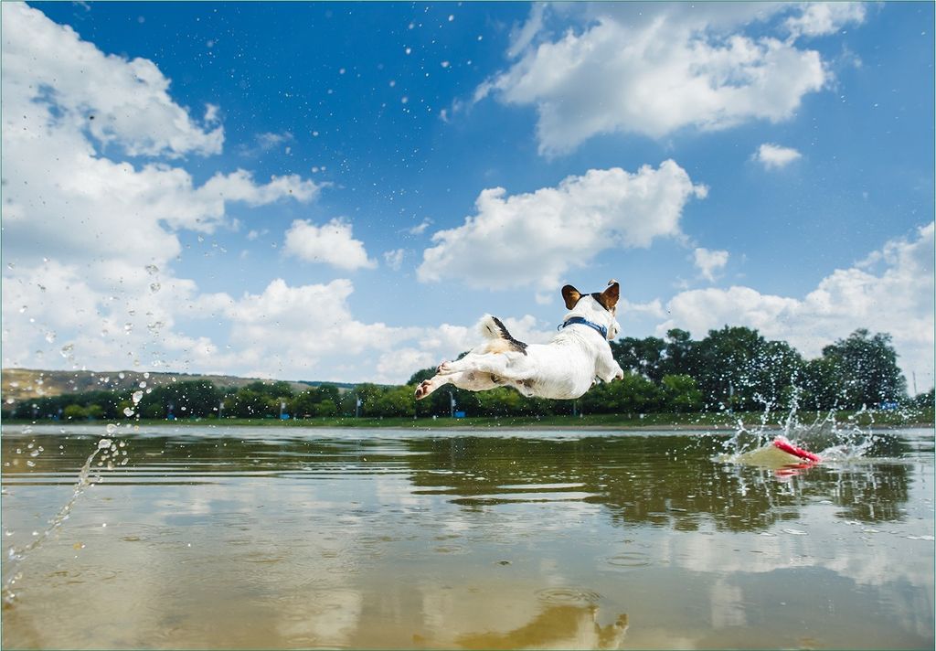 Wallario Fototapete Vliestapete, seidenmatte Oberfläche, einfache Verarbeitung, Größe 300 x 210 cm, Motiv Jack Russel Terrier im Wasser