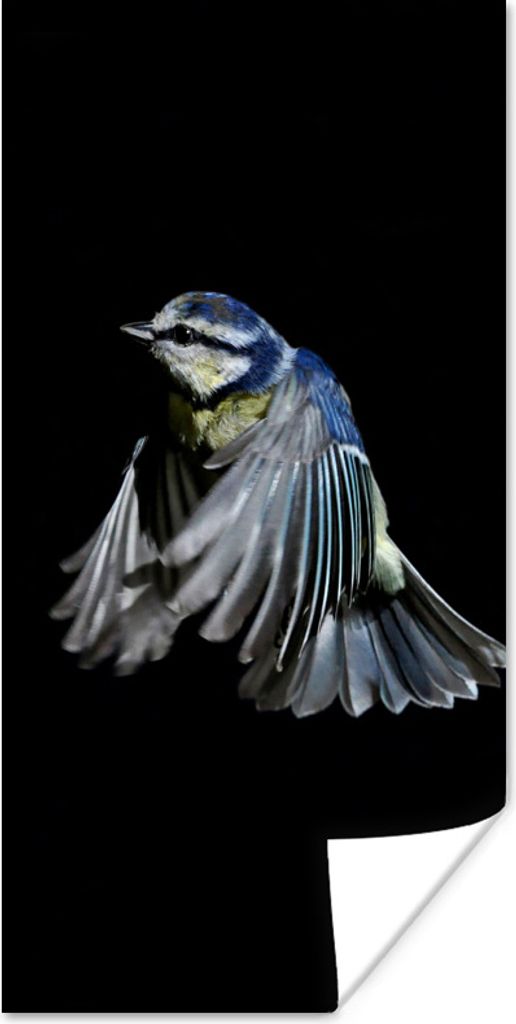 MuchoWow Poster Vögel - Federn - Schwarz 20x40 cm - Plakat - Foto