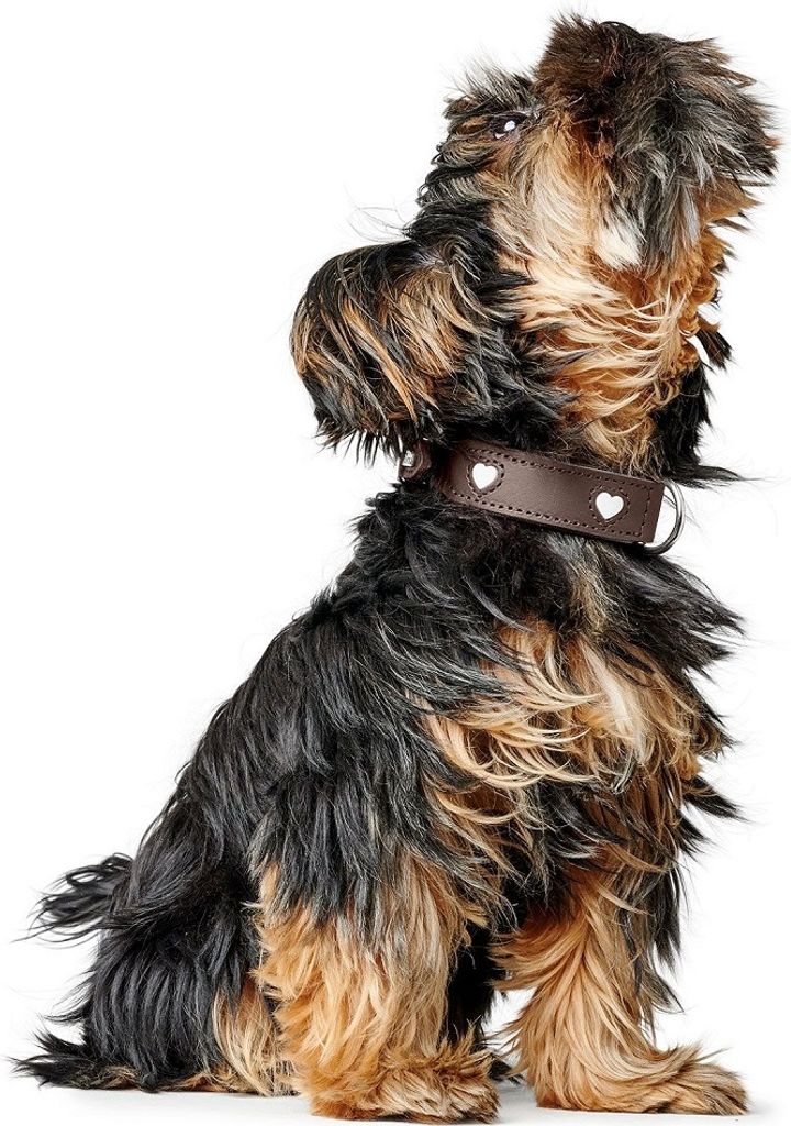 HUNTER Halsband Love braun 55 Produktbild 8
