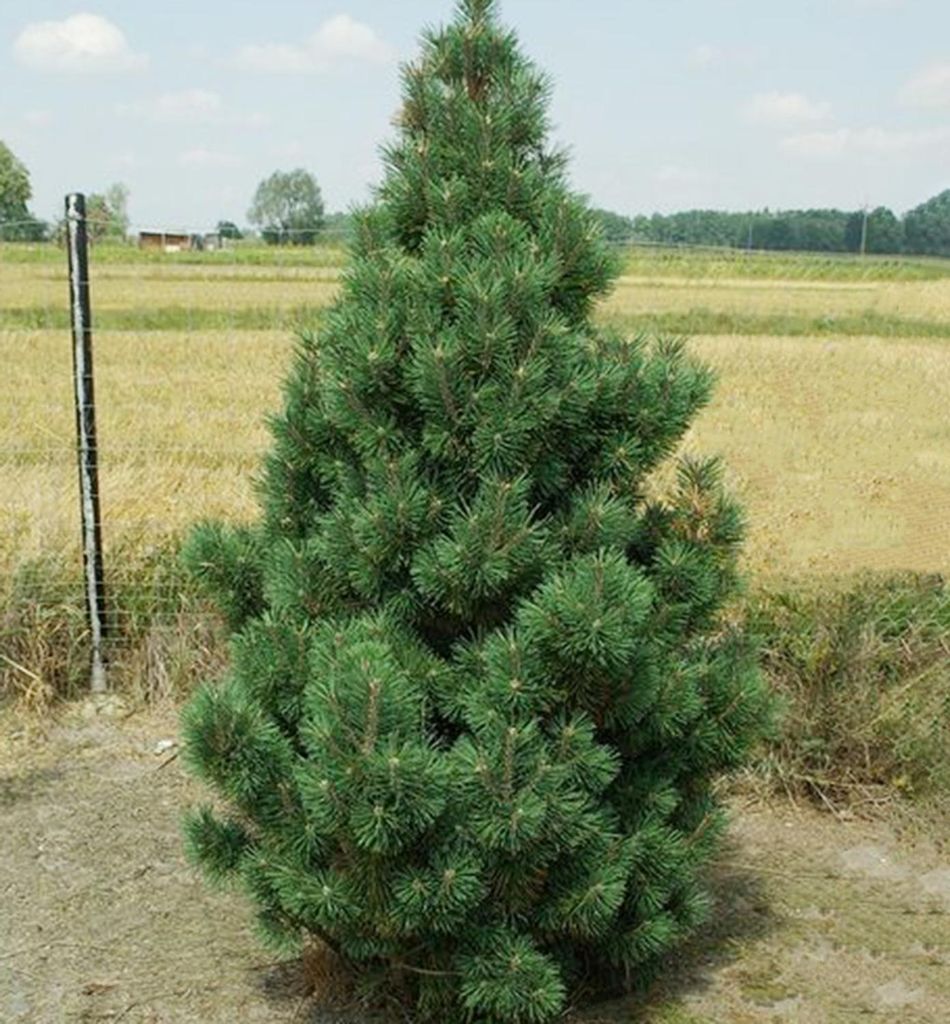 Bergkiefer ´COLUMNARIS´ 30-40 cm, Cont. 7,5 l Produktbild 
