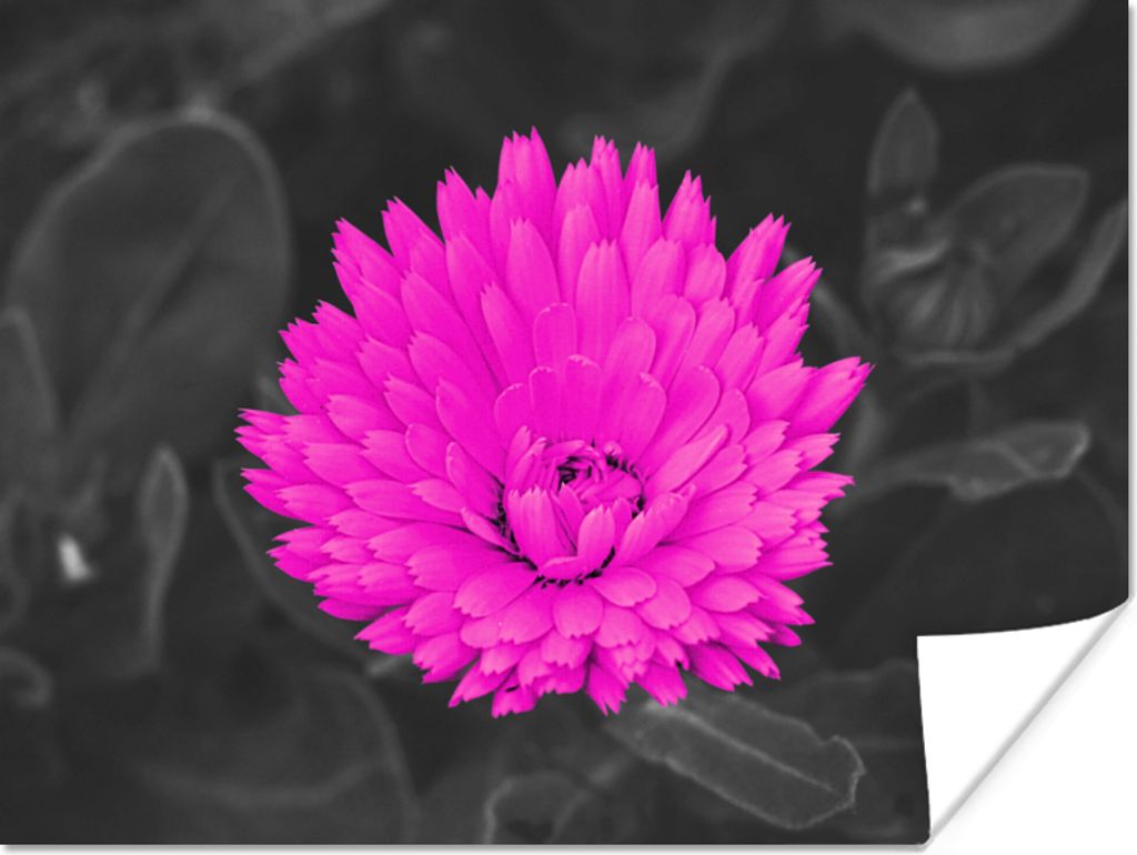 MuchoWow Poster Blumen - Aquarell - Rosa 80x60 cm - Kunst für zu Hause