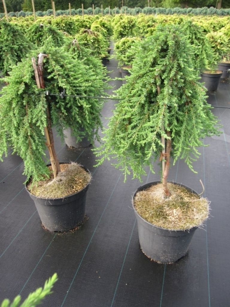 Juniperus Green Carpet – Immergrüner Kriechwacholder Im Topf, Bodendecker, Ca. 30 Cm Hoch, Winterhart