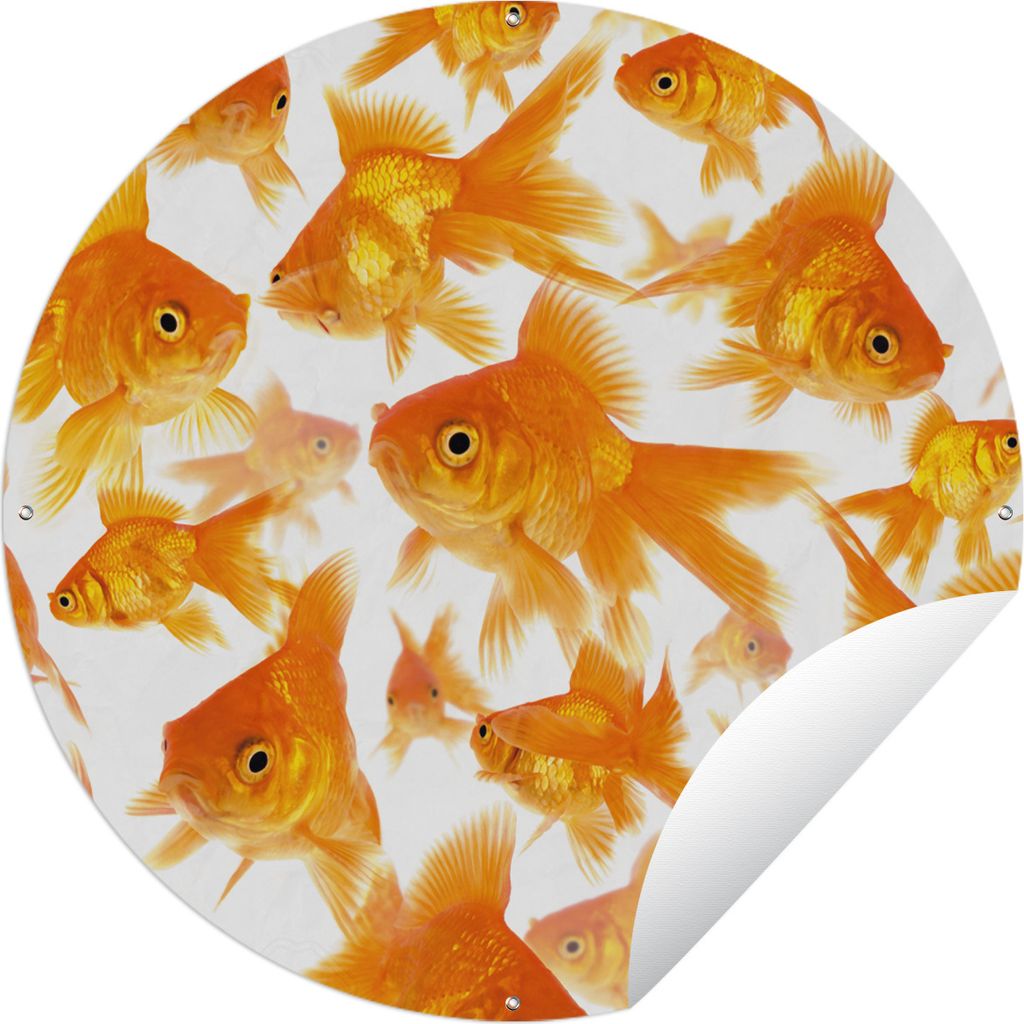 MuchoWow Gartenposter Outdoor-Poster Rund Goldfisch - Weiß - Fisch Ø 150 cm Gartendeko Rundes Poster draußen