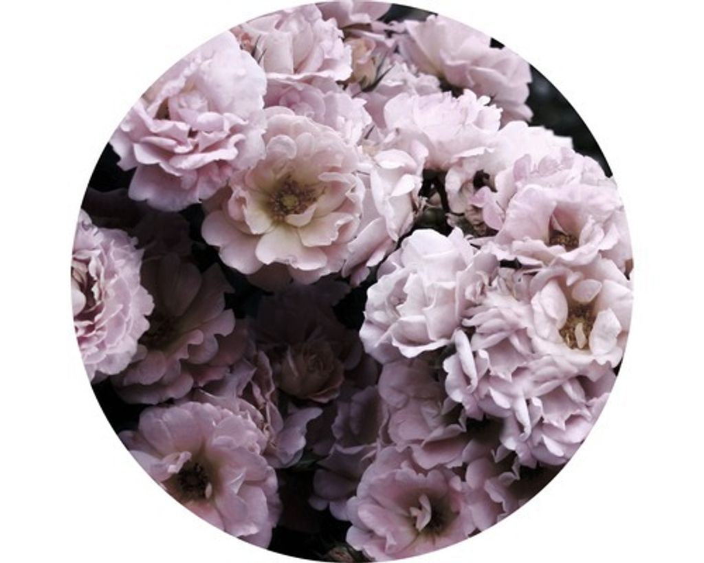 Glasbild Peonies IV Ø 50 cm