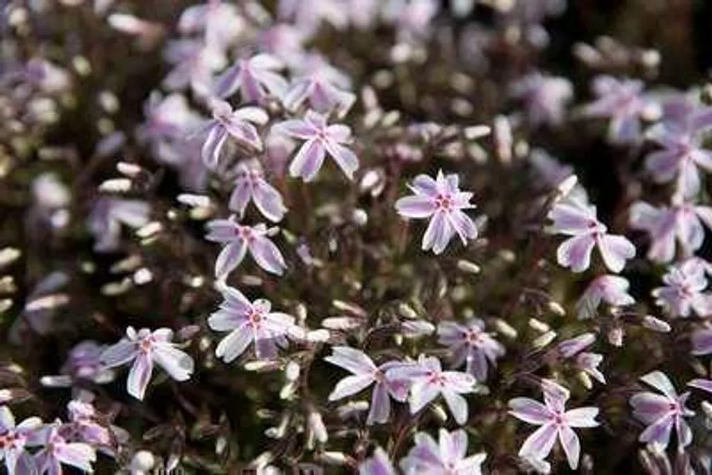 Plante couvre-sol Phlox Candy Stripes - Pack de 6 godets pour rocaille