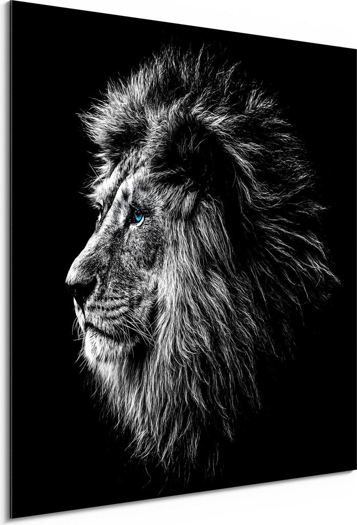 DEQORI Alu-Dibond Bild Weiß 30x30 cm 'König der Tiere im Profil' Wandbild Metall dünn