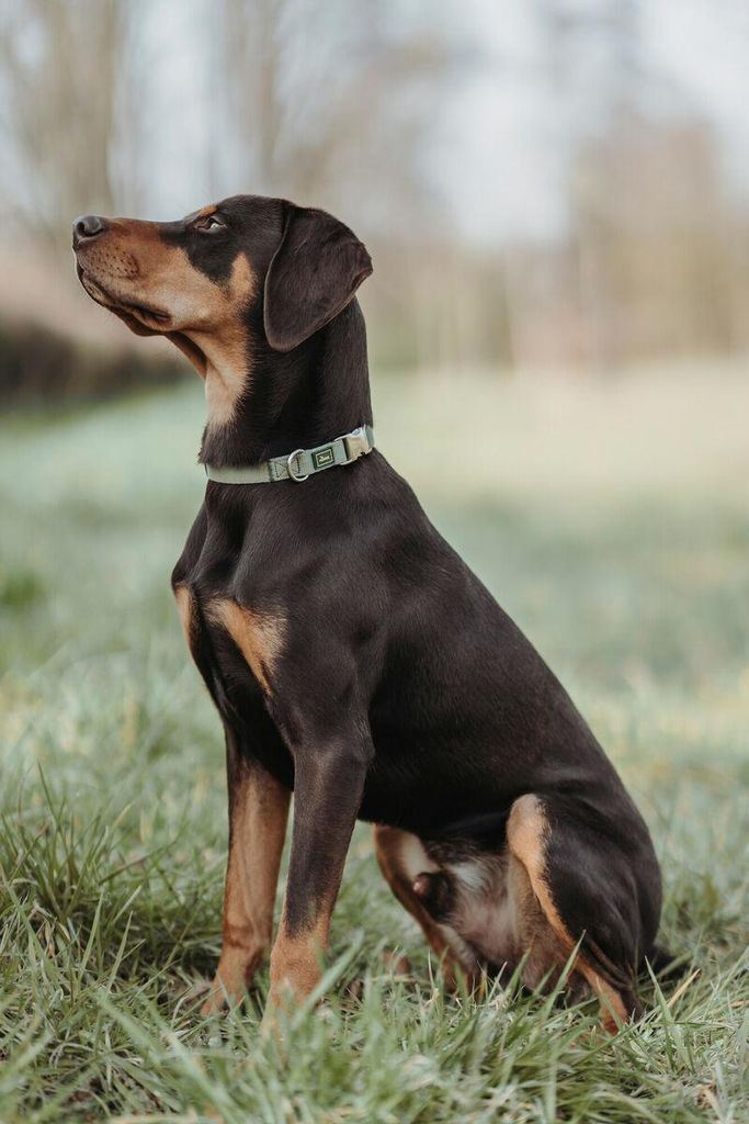 Hundehalsband Hunter grün 45-65 cm