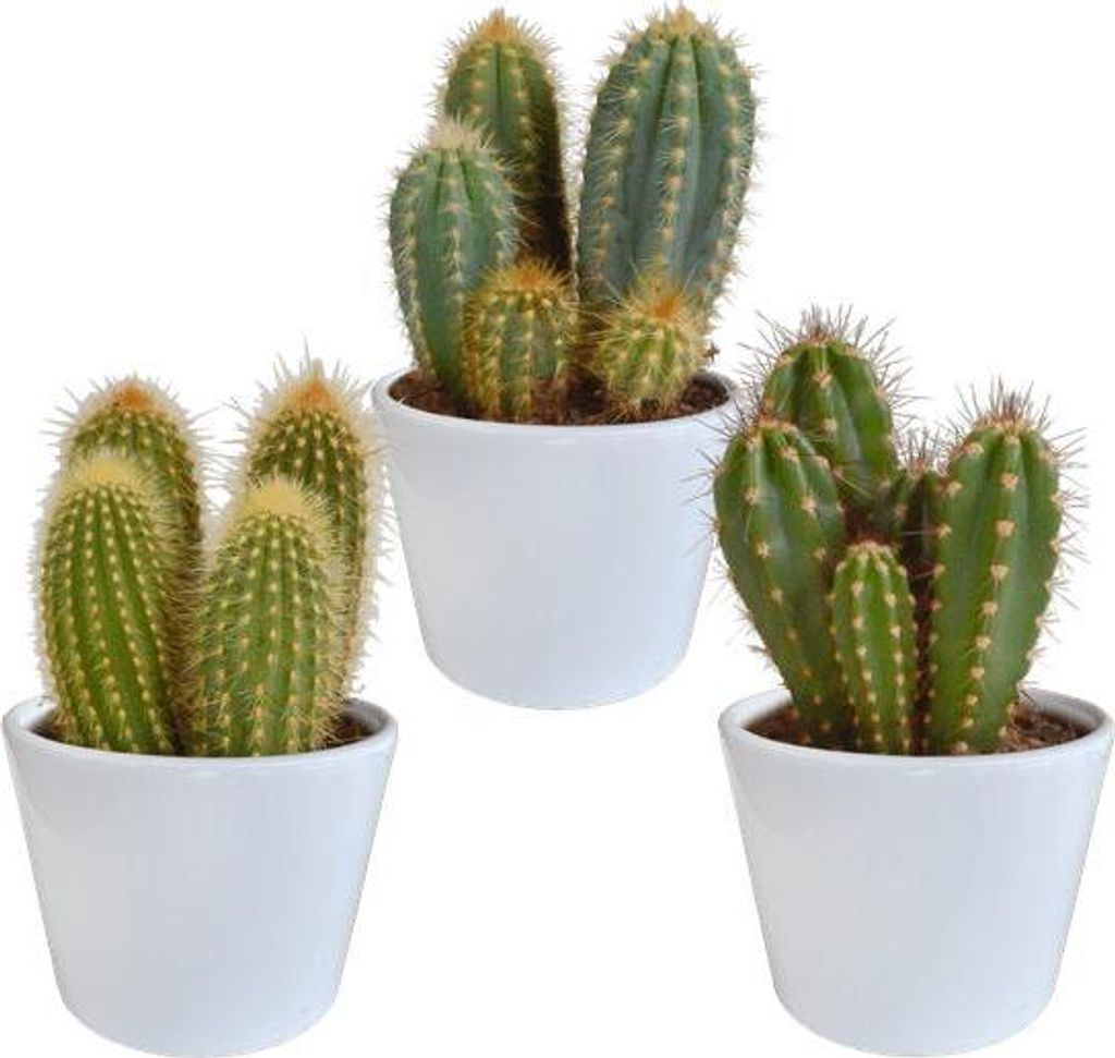 Cereus Mix 3 Kakteen Ø10,5cm im weißen Topf Zimmerpflanzen Kakteen Pflegeleicht