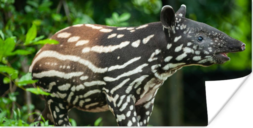 MuchoWow Poster Junger Tapir im Dschungel 150x75 cm - ohne Rahmen