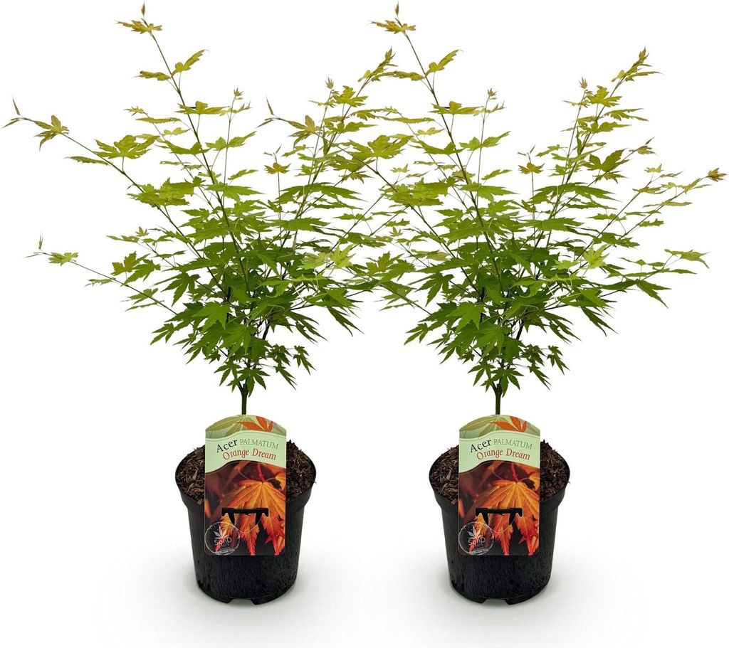 GreenboutiQ - Balkonpflanze - Japanischer Ahorn - Acer palmatum Orange Dream - Orange - 2 Pflanzen - Laubabwerfend - Topf 19cm Höhe 70cm