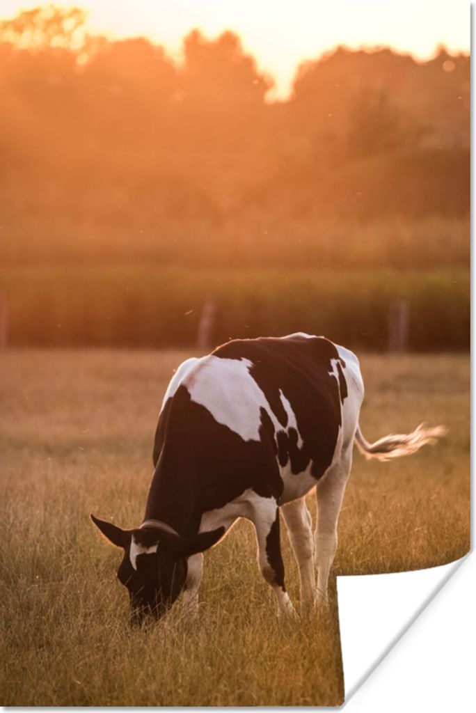 MuchoWow Poster Kuh - Sonne - Tiere 80x120 cm - Papierdruck
