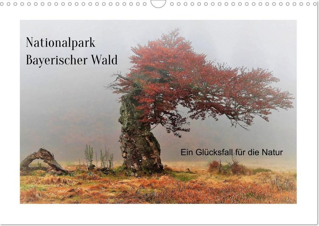 Ein Glücksfall für die Natur- Nationalpark Bayerischer Wald (Wandkalender 2027 DIN A3 quer), CALVENDO Monatskalender