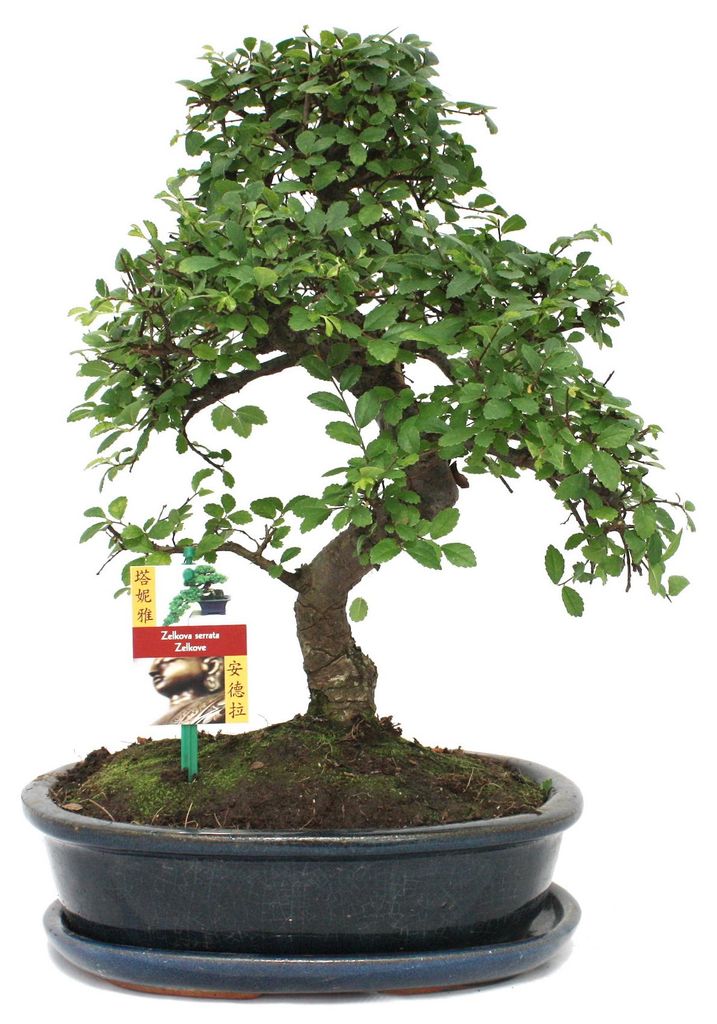 Bonsai Chinesische Ulme - Ulmus parviflora - ca. 10 Jahre Produktbild 