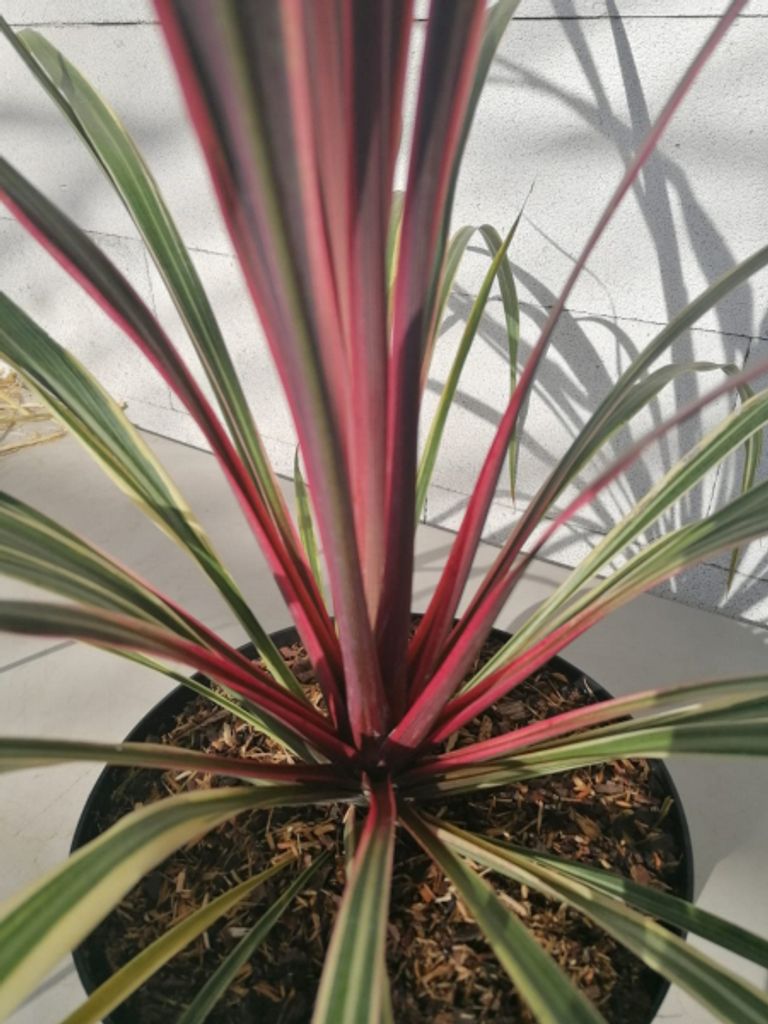 Keulenlilie Electric Can Can - Cordyline banksii Can Can - 40-60cm