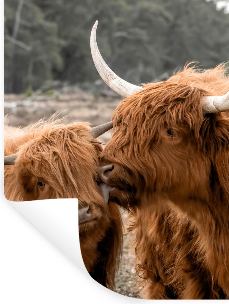 MuchoWow Wandtattoo Wandsticker Wandaufkleber Schottische Highlander - Tiere - Liebe 120x160 cm Selbstklebend und Repositionierbar - Wierderverwe...
