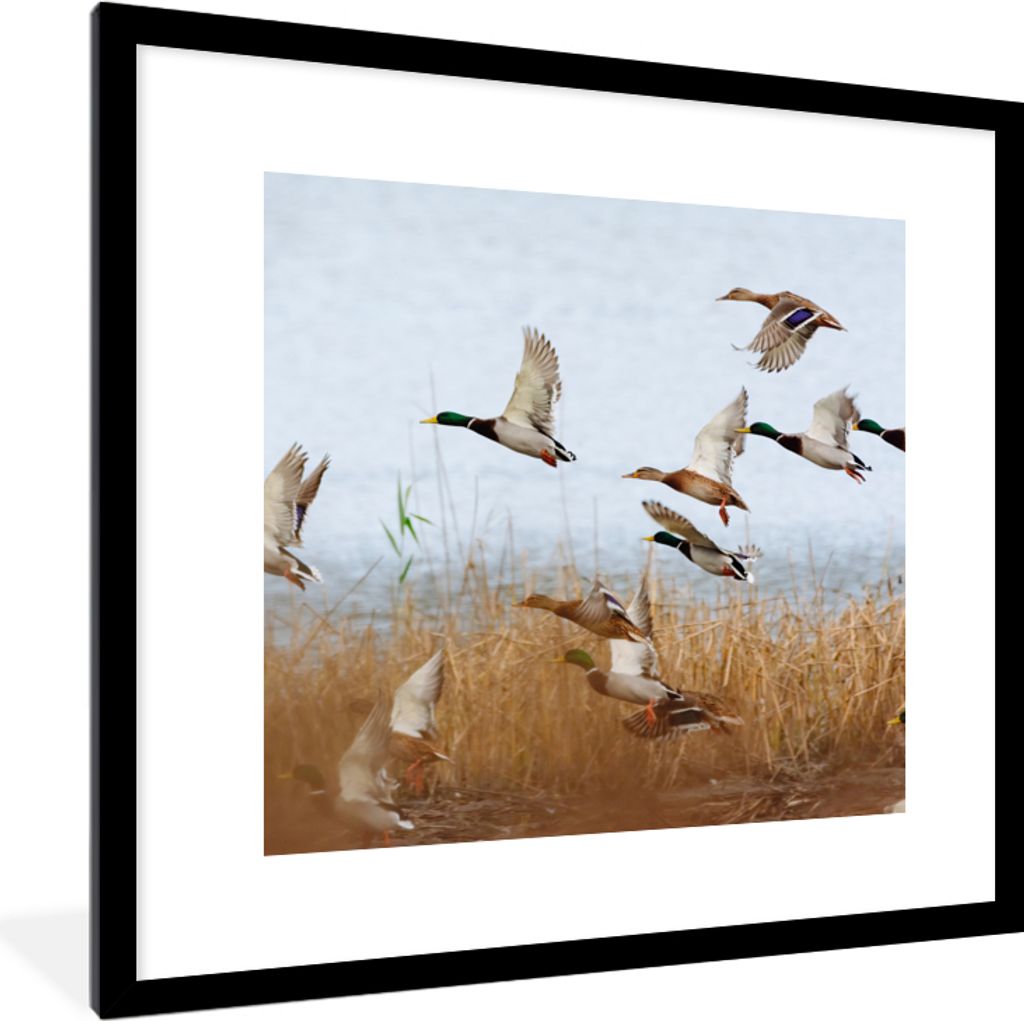 MuchoWow Gerahmtes Poster Ente - Vogel - Schilf - Wasser - Enten 40x40 cm - Poster mit Schwarzem Bilderrahmen Wandposter Rahmen Foto Bilder - Pos...
