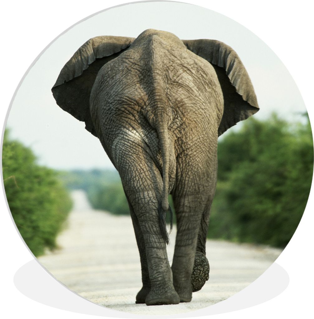 MuchoWow Rundes Wandbild - Runde Bilder Elefant - Kröte - Tiere - Natur Ø 30 cm Kreis Wanddekoration Kunststoff - Wandkreis - Wandschmuck - Sch...
