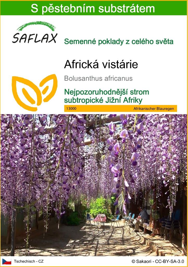 SAFLAX - Africká vistárie - Bolusanthus africanus - 15 Obrázek produktu 