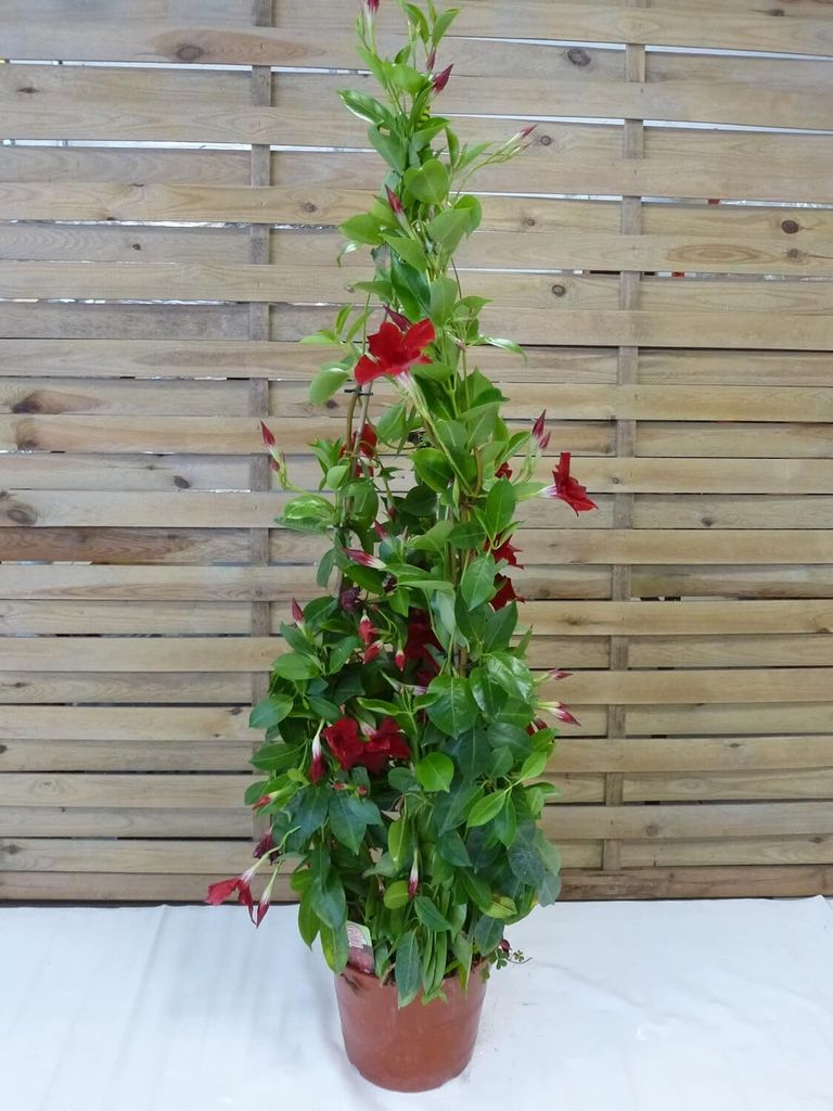 [Palmenlager] XL Dipladenia/Mandevilla "Rio Grande" ROT - Produktbild 