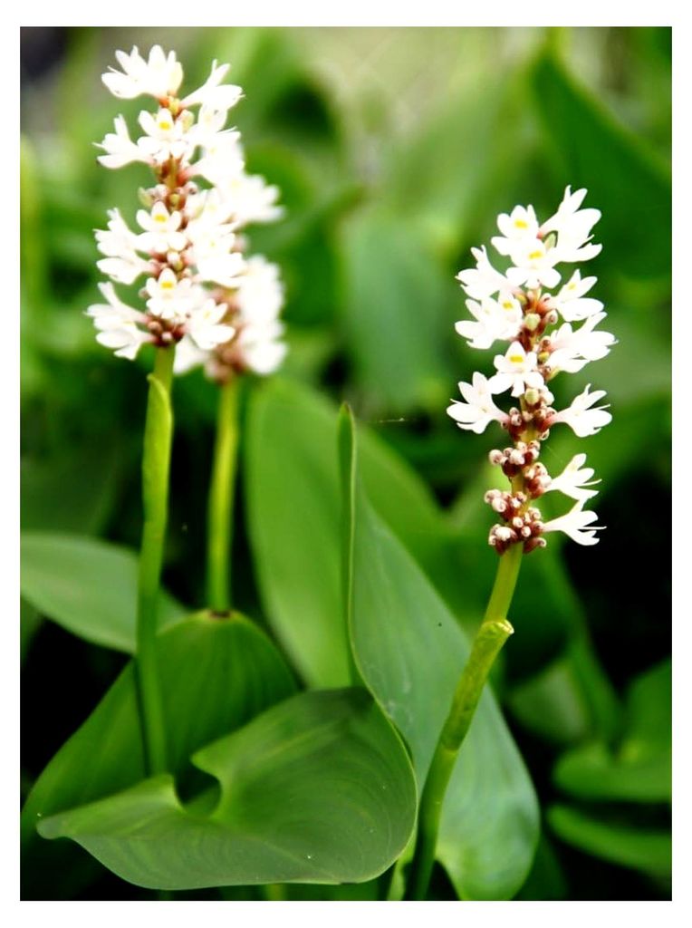 Pontederia cordata 'Alba' - herzblättriges Hechtkraut, weiß - winterhart - Rarität