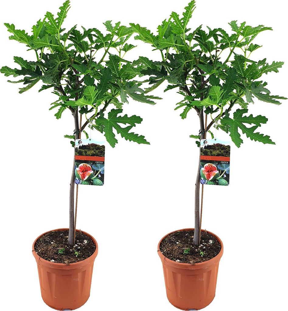 Bloomique - 2er-Set - Ficus Carica Brown Turkey - Produktbild 