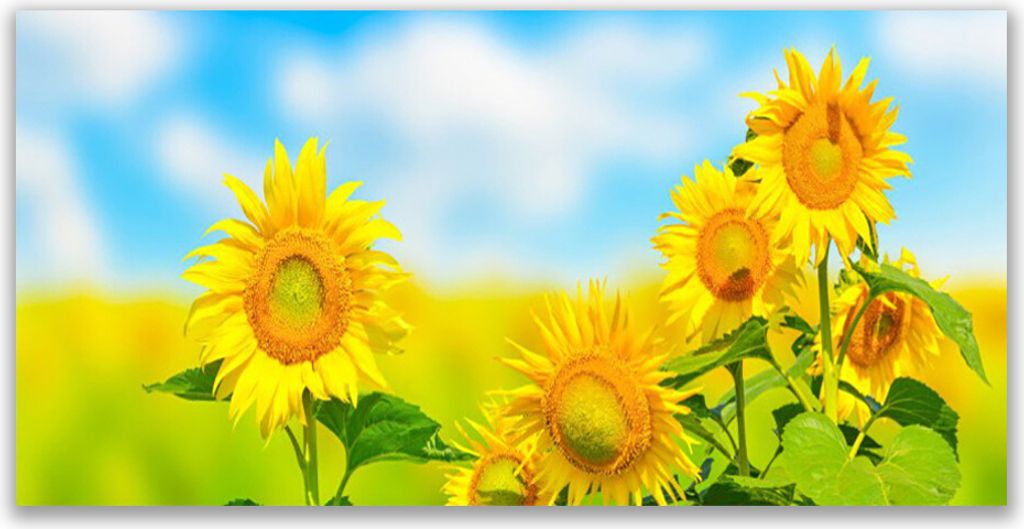 Küchenrückwand aus Glas 140x70cm Spritzschutz Sonnenblumen Pflanzen