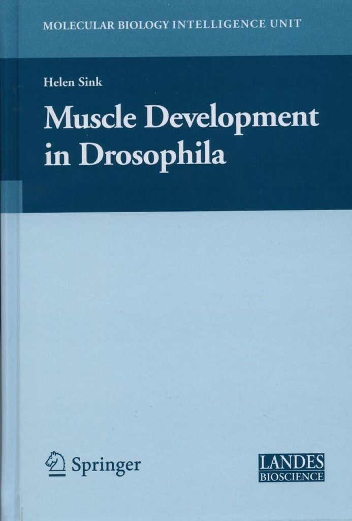 Muskelentwicklung bei Drosophilia